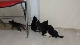 Yavru kedi. Beş yavru kedinin anne kedinin çağırma sesine tepkisi. Kitten. Five cubs