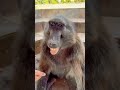 年老的狒狒 萌寵 神奇動物在抖音 抖音動物圖鑑 萌萌的小動物 動物科普