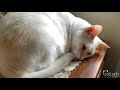 how to make the best homemade kitty treats grain free high protein cat recipe