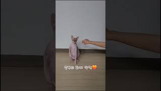 비싼 장난감 필요없다냥~ #최애 #장난감 #반려묘 #냐옹이 #스핑크스 #sphinx