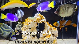 Hiranya Aquatics Shop in Khairtabad | Marine fish Tank available in Hyderabad | Exotic Fishes in Hyd