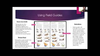 How to Start Birding: Part- 3 Bird Identification
