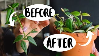 How To Make Your Hoya Houseplants MORE FULL! Hoya Plant Propagation!