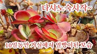 10일동안 거실에서 얼빵이된 아이들도 노숙시작##핑크마녀는 활짝핀모습이 더 이쁨니다