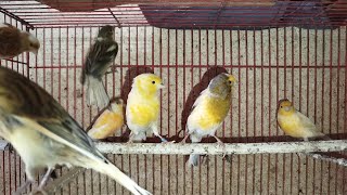 15/02/25 ABADI BIRD TANGERANG BONGKAR FULL STOK. UPDATE HARGA TERBARU