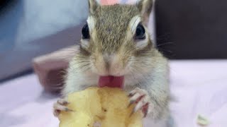 【シマリスのASMR】 あまくて大好きなバナナチップ 🍌 / Chipmunk's ASMR