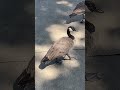 Geese 🦢 #geese #goose #subscribe #shorts #subscribetomychannel #viral #trending #youtubeshorts