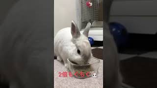 ウサギの2倍もぐもぐは可愛くて忙しい🐰🐰🐰