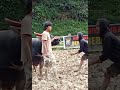 Adu Kerbau Toraja Balusu / Buffalo fight / tedong silaga / ควาย ຄວາຍ  भैंस की लड़ाई chọi trâu 水牛大战