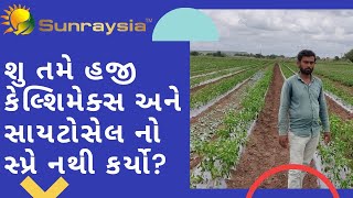 શુ તમારી મરચી વરસાદને લીધે સુકાય છે ? l Sunraysia l Chilli crop wilting due to no Rainfall l Nitesh