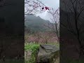 2022年初三峽大熊櫻花林part2，台湾の美しい桜の森，beautiful cherry blossom forest in taiwan part 2