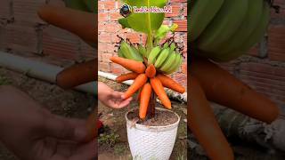 😱 வாழைபழ 🍌கேரட் 🥕  மரம் 🤯 #science #nature #tree #trending #grafting #shorts #short #shortvideo #art