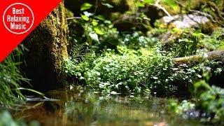 Relaxing Japanese Shakuhachi flute music with forest sounds