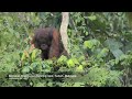 bornean orang utan nest sabah malaysia