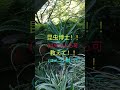 大都会にいながら、緑の音、香り、風、光を感じられる場所にて。 蝉 セミの鳴き声 夏の風物詩 大都会 クマゼミ 昆虫