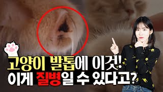 고양이 발톱에 '이게' 있다면 병원에 가야합니다.