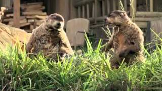 Geico Woodchucks  Commercial.flv