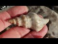 fossil shell polishing tutorial