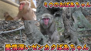 【赤ちゃん・ニホンザル・４K動画】ミウちゃんのお婆ちゃんゼンカク