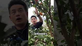 沙糖桔坡地种植，背坡阴面产量低，不见光怎么破局柑橘 柑橘修剪 修剪 柑橘种植 柑橘管理