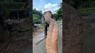 Слоны на Шри-Ланке #шриланка #elefante #слоны