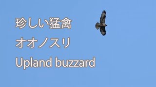 【珍しい猛禽】オオノスリ Upland buzzard