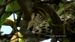 Leopard fails to make a kill - Okavango Delta, Botswana