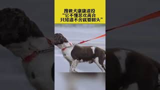 搜救犬康康退役，“它不懂悲欢离合，只知道不舍就要回头”