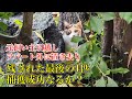 【遺棄された猫達を6年かけて保護】最後に残された1匹の捕獲成功なるか！？