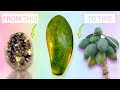 It Only Takes 18 Months To Grow Papaya From Papaya. I Tried It