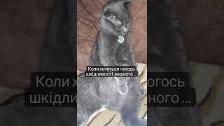 Коли хочеться чогось шкідливого і  жирного але ...      #cat