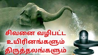 உயிரினங்கள் இறைவன் சிவபெருமானை வழிபட்டு முக்தி பெற்ற தலங்கள் மற்றும் அதன் வரலாற்றை காண்போம்.