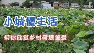 小城慢生活带你观赏乡村荷塘美景  又一年荷花盛开季欣赏乡镇荷花