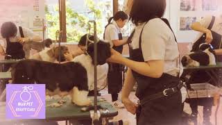 【ペット美容学科 グルーミング実習】動物専門学校 トリマー 動物看護師 アクアリウム 動物のお仕事