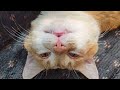 youtuber streamer use cat meows sound effect 42