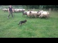 shepherds nd forrest 15 weeks first time in the round pen