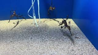 ウィーディーシードラゴン！サンシャイン水族館