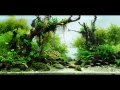 Most Beautiful Aquascapes (Underwater Landscapes)
