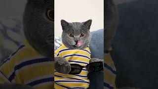 Try The Craziest Pranks,Look At Spiderman's Reaction🤪#oscarfunnyworld #funnycat #shorts