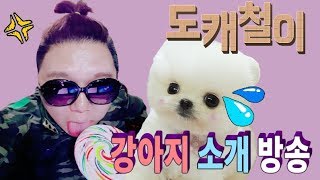 신입생소개 (애견카페,애견미용) Puppy Dog Pomeranian