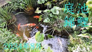 ビオトープ庭池錦鯉／７年１ヶ月目【飼育日記】'24 葉月 / Japanese Nishiki Koi fish pond \u0026 biotope / August 2024