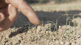 Oignons doux des Cévennes : méthodes pour du Zéro Résidu de Pesticides