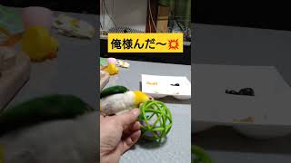 【シロハラ無双👹】シロハラインコ🤩虎太郎🥰主と本気バトル‼️