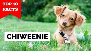 Chiweenie - Top 10 Facts (Chihuahua + Dachshund)