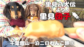 【犬連れ旅行千葉館山観光編】館山城でお団子🍡リニューアルされた道の駅富楽里とみやまさんでランチ 一泊二日犬旅Vlog 旅するペットショップの売れ残りと元保護犬