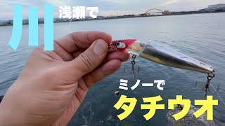 深場でエサを喰い尽くしたタチウオが小魚を求めて浅瀬までやってきた所を釣る