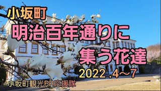 121 小坂町 明治百年通りに集う花達 2022.4～7 【小坂町観光PR応援隊】