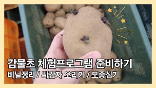 [농촌체험] 1화. 감물초 체험프로그램 준비하기! 비닐정리/씨감자 오리기/모종심기