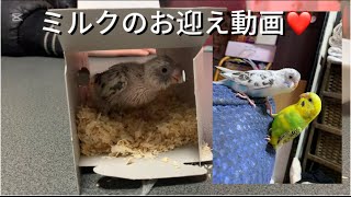 ハルクインの雛お迎えしました 可愛く成長するよ#セキセイインコ