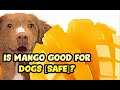 Is Mango Good for Dogs [SAFE]?